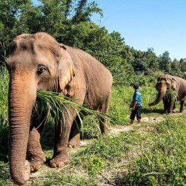 parque natural de elefantes