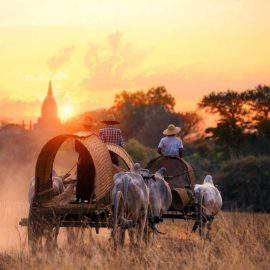 local cattle carts of Bagan