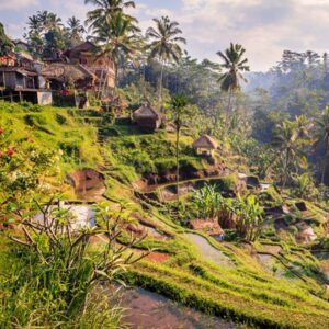 Terraços de arroz de Ubud