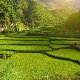 Rice Field in Mai Chau