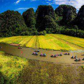 Rice field in Tam Coc