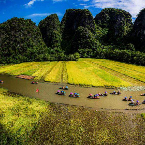 Rice field in Tam Coc