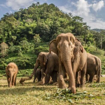 Baan Chang Elephant Park