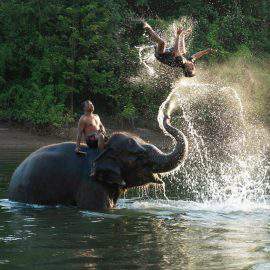 Elephant on the River Kwai in Kanchanaburi