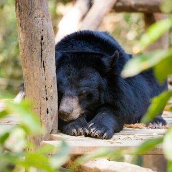 Kuang Si Bear Rescue Sanctuary