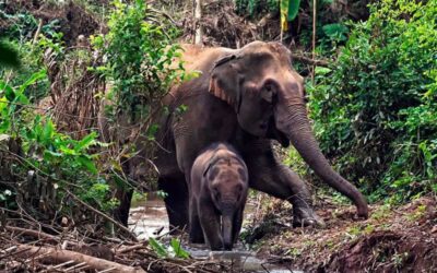 Excursão de um dia com Kuang Si Waterfall e campo Elefante Mandalao com guia falante de espanhol