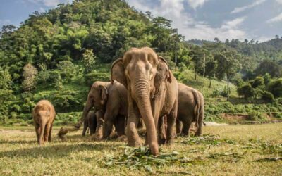 14 días Bangkok, Chiang Rai, Chiang Mai y Maldivas.