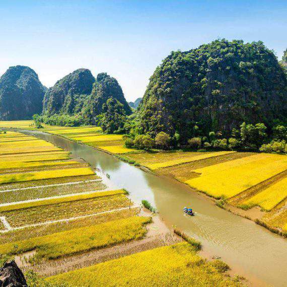yellow rice paddy ninh binh