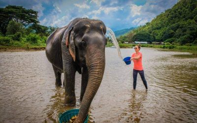 Excursión de medio día al centro de recuperación de elefantes en Chiang Mai con guía en español