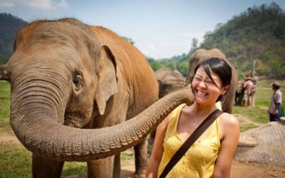 Excursión de día completo al centro de rescate de elefantes en Chiang Mai con guía en español