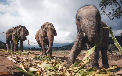 Excursión por la mañana al centro de rescate de elefantes en Chiang Mai con guía en español
