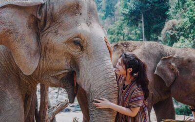 Melhores templos em Chiang Mai com santuário de elefantes e guia em português