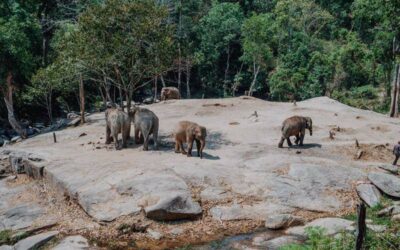 Excursión de día completo al Santuario de Elefantes con guía en español