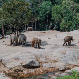 Elephant Jungle Sanctuary Chiang Mai