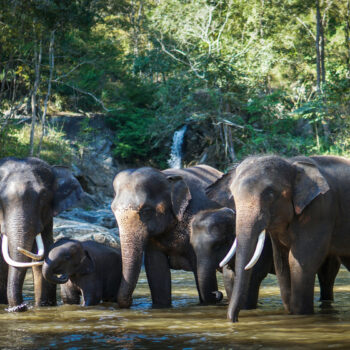 Chiang Mai