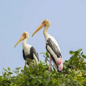 Santuário de aves de Prek Toal