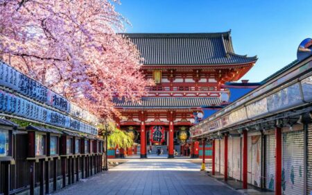Primavera de Cerezos en Japón y Tailandia.