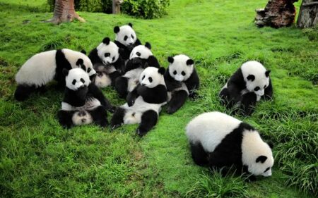 Pequín, Xi'an, Chengdu, Le Shan, Chongqing, Zhangjiajie y Shanghái